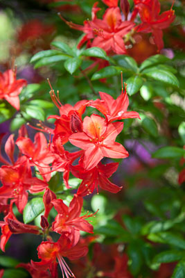 Rhododendron-Blüten