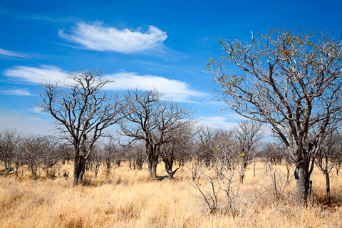 Etosha-Nationalpark (Namibia)